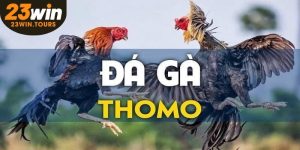 Đá Gà Thomo